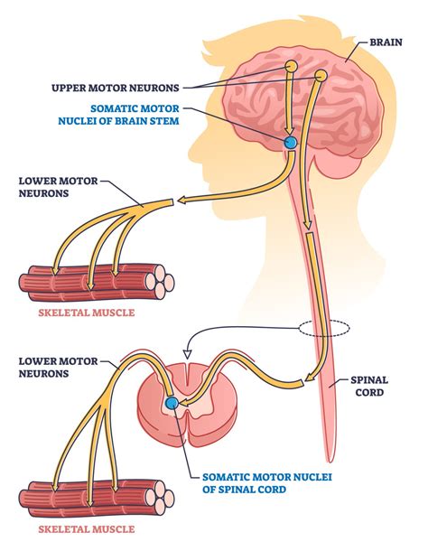 Motor Neuron: Function, Types, And Structure