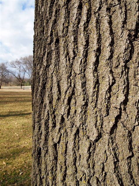 Kinghorn Gardens » The Bark of Elmwood Park: Part 1