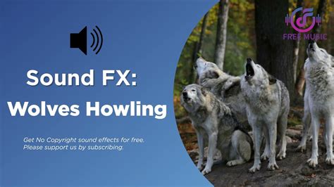 Wolves Howling Sound Effect (No Copyright Sound Effect) | Wolf howl ...