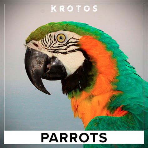 Parrots | Parrot Sound Effects Library | asoundeffect.com