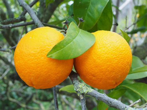 nutrition, orange color, branch, healthy eating, orange - Fruit, orange tree, citrus tree, food ...