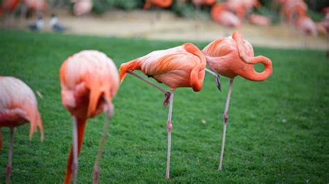 How flamingos sleep while standing on one leg | Science | AAAS