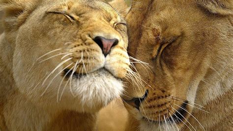 Animals In Love Wallpapers - Wallpaper Cave