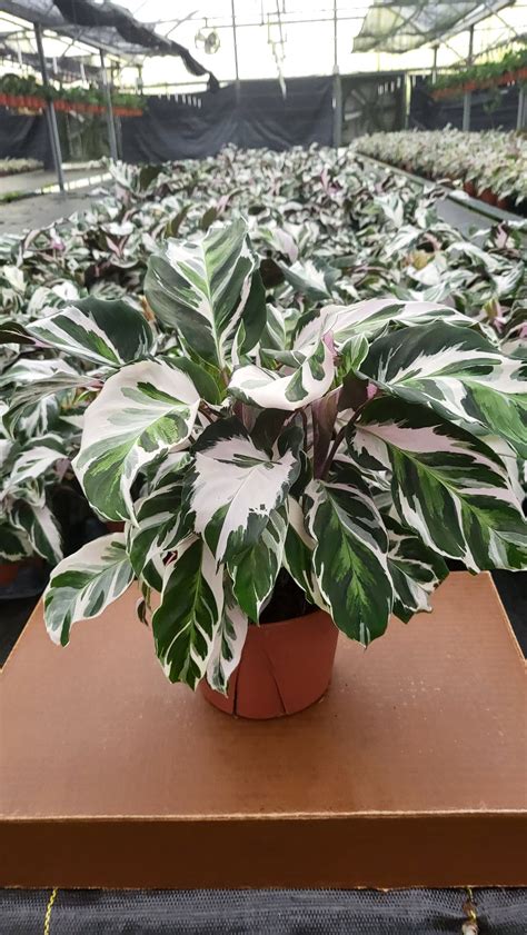 6" Calathea Stella – El Clair Foliage