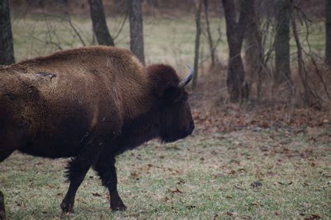 American Bison - eMuseum of Natural History