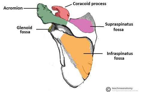 Label the bony structures of the scapula. Scapula Supraglenoid tubercle Inferior angle ...