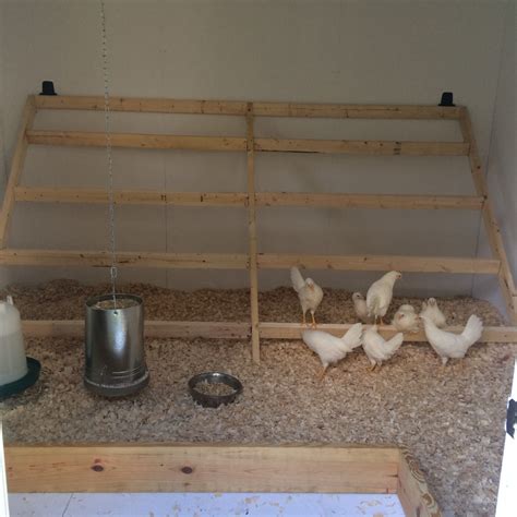 Does having chickens save money? - Budgets Made Easy