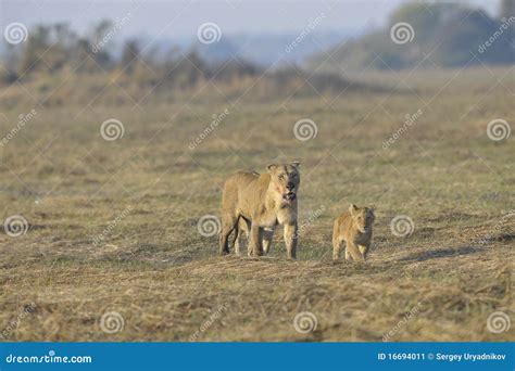 Lioness after Hunting with Cubs. Stock Image - Image of nature, family: 16694011