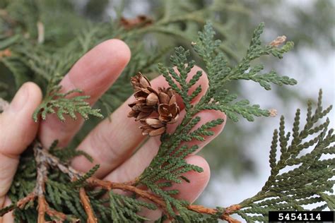 northern white cedar (Thuja occidentalis)