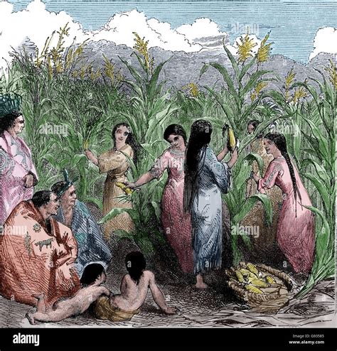 Indians Harvesting Corn