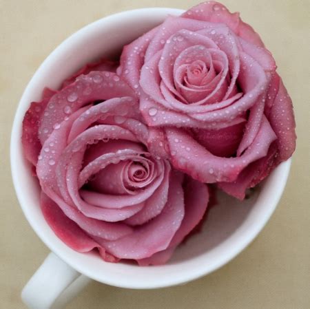 Pink Roses - Flowers Photo (32146414) - Fanpop
