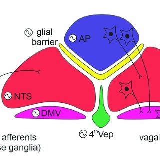 PERIOD2::LUCIFERASE (PER2::LUC) expression in the dorsal vagal complex... | Download Scientific ...