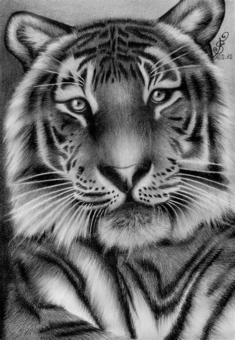 LinkBucks.com - Get your share! | Tiger drawing, Tiger art, Tiger photography