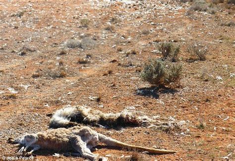 Australia's worst drought in 116 years is decimating animals and livestock — Earth Changes ...