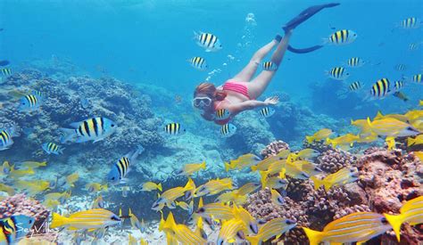 Snorkelling in the Seychelles | Discover the underwater world of the Seychelles