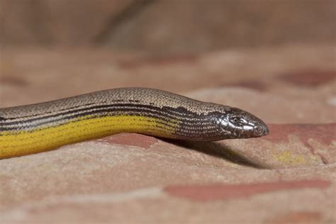 Baja California Legless Lizard ~ Reptiles World