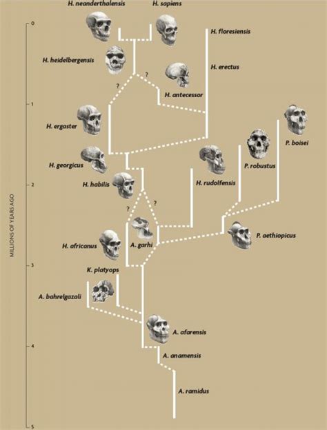 Evolution of the ‘Homo’ genus - Revista Mètode