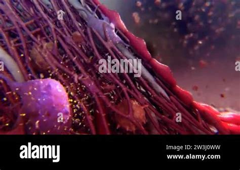 Red blood cells and platelets in the blood vessel. Basic steps of wound healing process Stock ...