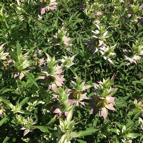 Monarda punctata | White Flower Farm