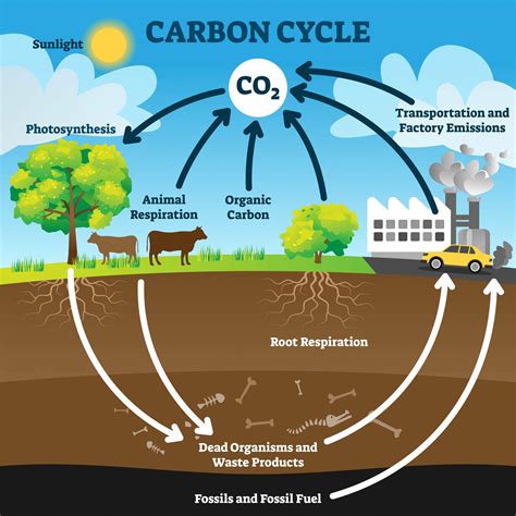 Systems Thinking and the Carbon Cycle – An Interactive Introduction to Organismal and Molecular ...