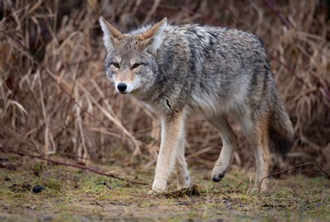 Activists After Coyote Hunting - Eastmans' Official Blog | Mule Deer, Antelope, Elk Hunting and ...