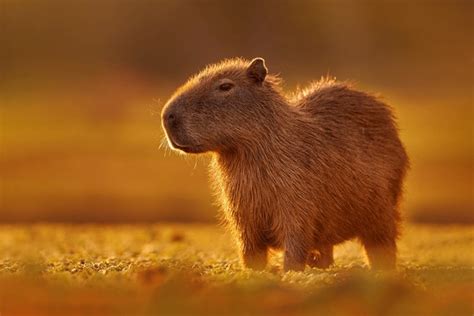 3,607 Capybara Aquatic Images, Stock Photos, 3D objects, & Vectors ...