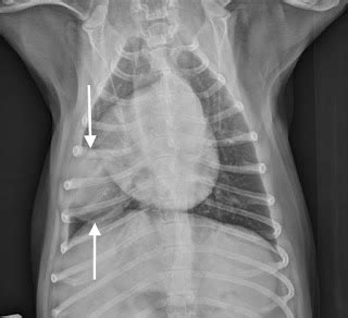 Veterinary Key Points: Canine Lung Lobectomy Video