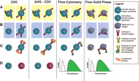 Methods of antibody detection methods of increasing sensitivity are... | Download Scientific Diagram