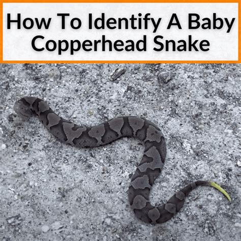 How To Identify A Baby Copperhead Snake