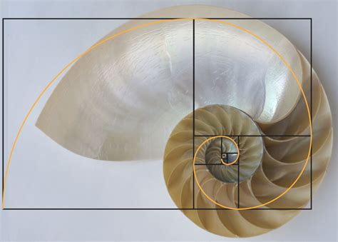 The Energetics of the Fibonacci Spiral and the Golden Mean - Energetic ...