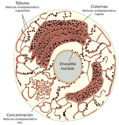 La célula. 5. Tráfico vesicular. Retículo endoplasmático. Atlas de ...