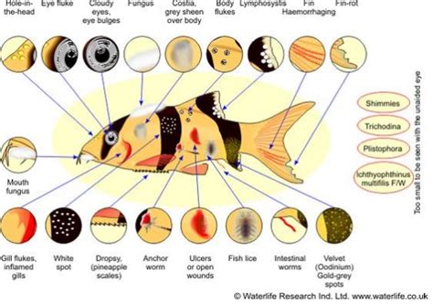 Tropical Freshwater Fish Disease Chart From Waterlife Research Ind.