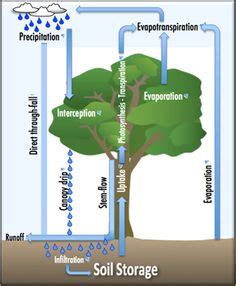 rainforest water cycle - Google Search | Kids projects | Pinterest | Rainforest biome, Biomes ...