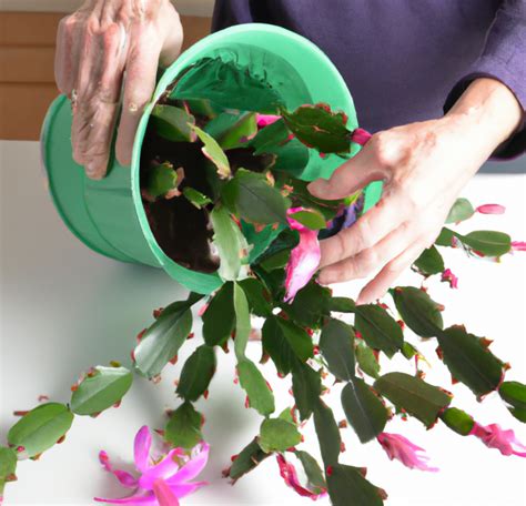 The Essential Guide to Watering Your Christmas Cactus: Tips and Tricks ...