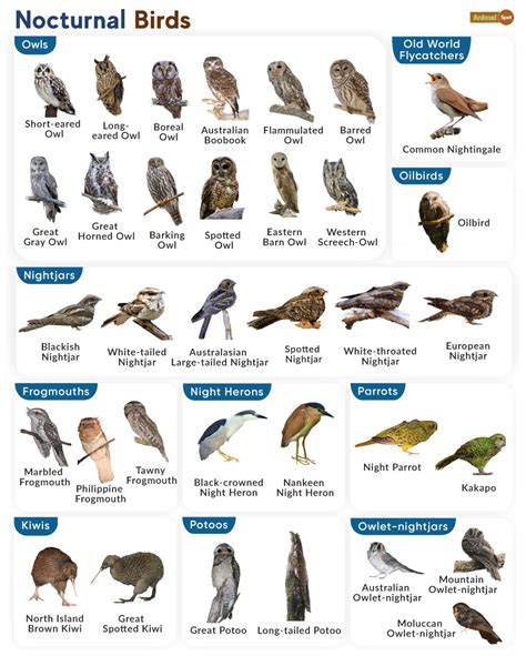 List of Nocturnal Birds With Pictures