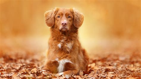 Wallpaper Dog in autumn, foliage 1920x1200 HD Picture, Image