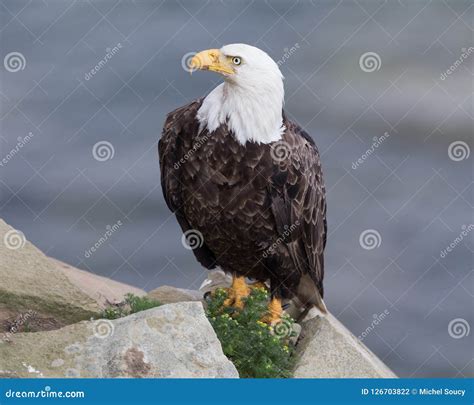 Mature Bald Eagle on a Rock Ledge Stock Photo - Image of ledge, brown: 126703822