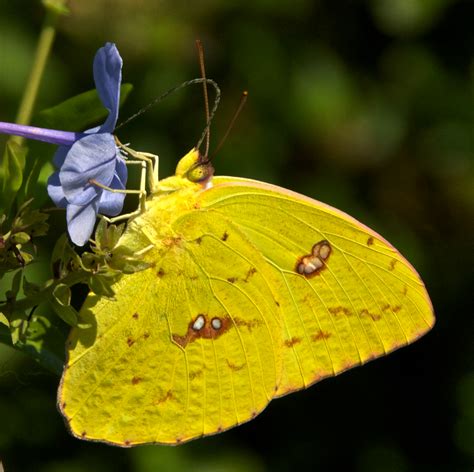 Sulphur | A Naturalist's Journal