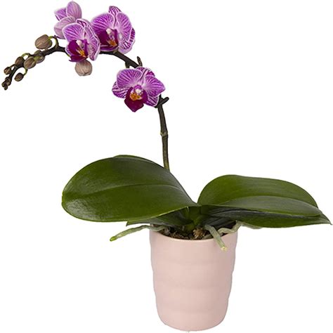 orchid amazon - Rescue in Style