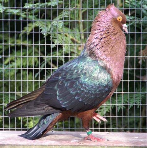 Archangel pigeon. Lovely glossy multicolor birds. | Vogels, Duif