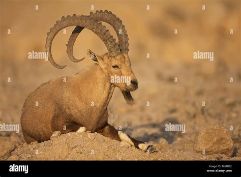 Nubian Ibex, Horns, Capra ibex nubiana Stock Photo - Alamy