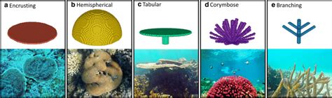 The five coral morphologies: encrusting, hemispherical, tabular ...