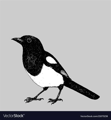 Magpie pen drawing Royalty Free Vector Image - VectorStock