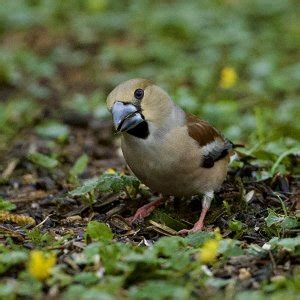 Hawfinch (f) | BirdForum