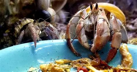 Choosing the Right Food for Your Hermit Crab - Hermit Crab World