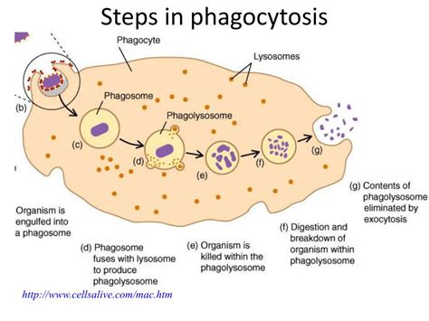 5 Stages Of Phagocytosis