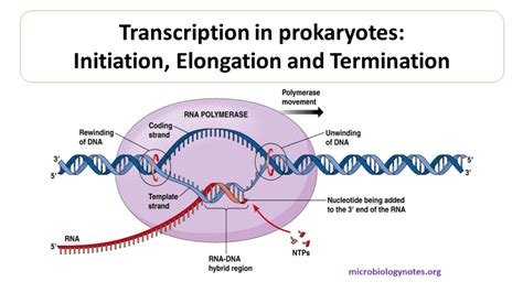 Dna Transcription Process Diagram Transcription Biology Diag