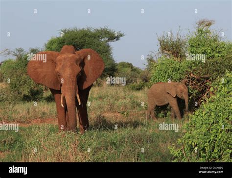 Elephants on Safari Kenya Stock Photo - Alamy