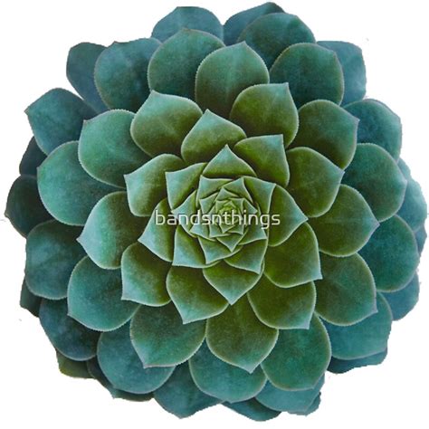 Succulent: Stickers | Redbubble