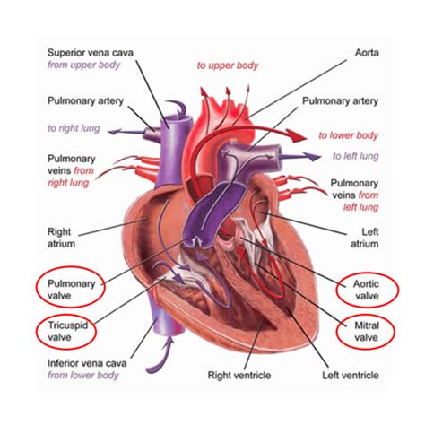 Pulmonary Valve